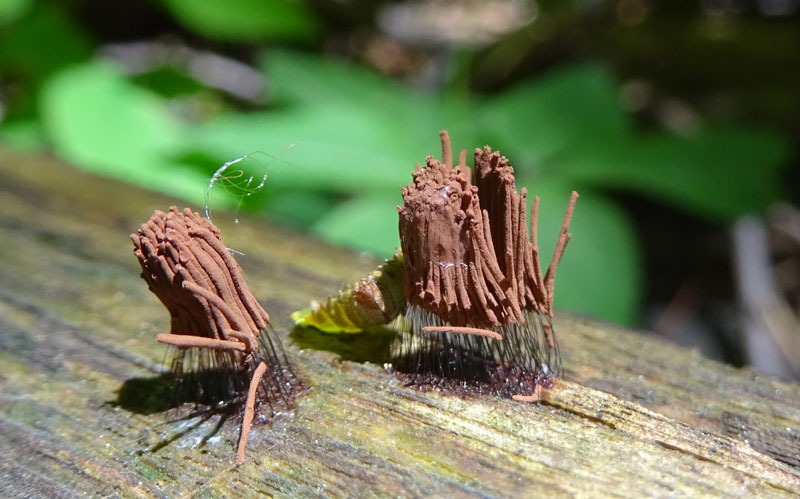 Stemonitis fusca var. rufescens